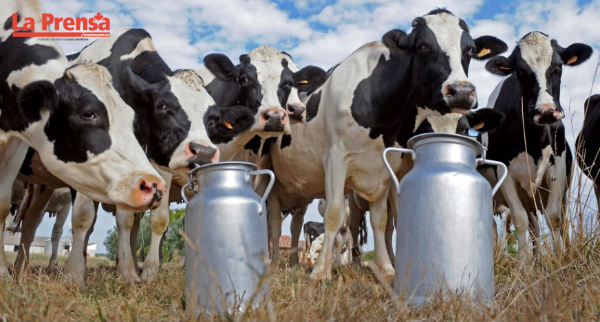 Productores de leche de afianzan