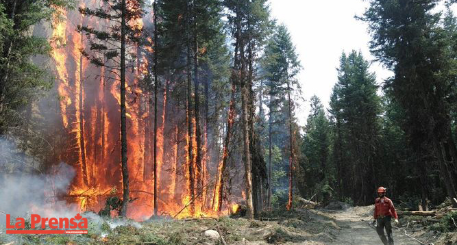 Incendios forestales arrasan con 11.000 hectáreas de parques nacionales