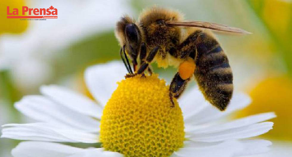 Población de abejas se recupera