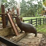 Hipopótamos de la Hacienda de Escobar