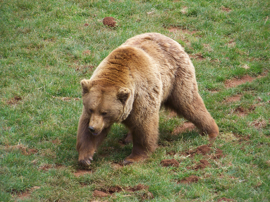 Griffith Woods Park oso pardo