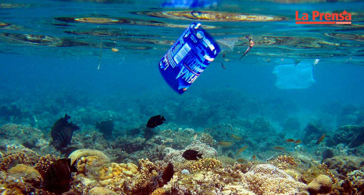 ¿Qué sucede con la basura que es lanzada al océano?