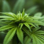IBM propone a Canadá la venta de cannabis usando Blockchain