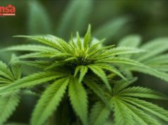 Alcalde de Grand Prairie quiere evitar el consumo de cannabis en el centro