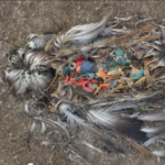 Bolsa de plástico adherida a un ave