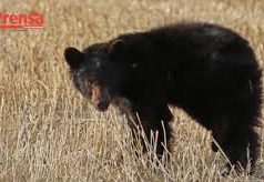 Oso negro podría necesitar ayuda de los grupos de rescate animal