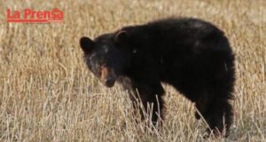 Oso negro podría necesitar ayuda de los grupos de rescate animal