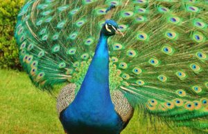 Pavo real