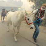 Caballos son evacuados de un rancho de Kagel Canyon en el incendio de Creek, el martes 5 de diciembre de 2017 en La Canada Flintridge, California. Fuente Los Angeles Daily News