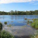 El Santuario de Naturaleza Lu Carbyn es un área única de conservación de bosques pantanosos y boreales a 90 kilómetros al oeste de Edmonton. (Pam Wight)