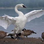 El cisne trompetero es una especie en riesgo que los visitantes podrían ver en el santuario. (Pam Wight)