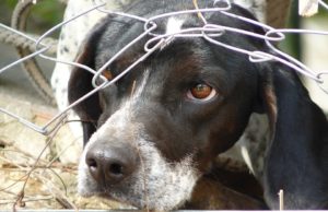 Calgary Humane Society rescata 40 animales víctimas de maltrato Calgary Humane Society rescata 40 animales victimas de maltrato