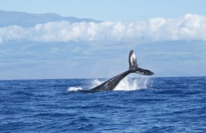 Ottawa anuncia nuevas medidas para proteger a las ballenas francas