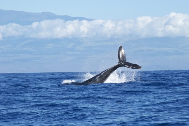 Ottawa anuncia nuevas medidas para proteger a las ballenas francas