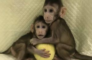 Científicos en China clonaron con éxito monos