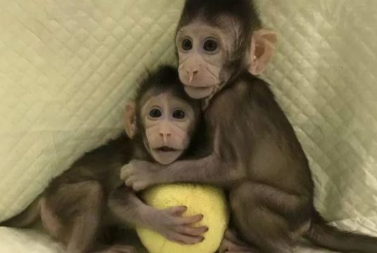 Científicos en China clonaron con éxito monos