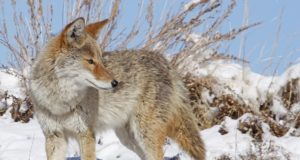 Coyotes urbanos pueden ser atraídos por la basura durante las olas de frío