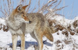 Coyotes urbanos pueden ser atraídos por la basura durante las olas de frío