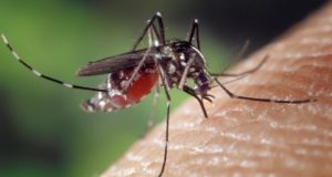 Concejo cuestiona el uso de neurotoxina para combatir los mosquitos