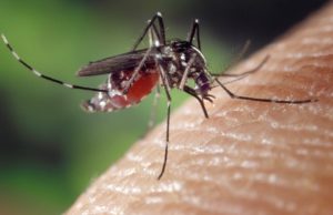 Concejo cuestiona el uso de neurotoxina para combatir los mosquitos