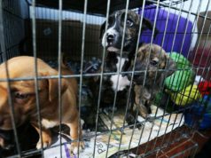 Animales abandonados en una tienda de mascotas fueros rescatados Animales abandonados en una tienda de mascotas fueros rescatados
