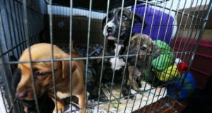 Animales abandonados en una tienda de mascotas fueros rescatados