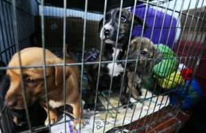 Animales abandonados en una tienda de mascotas fueros rescatados Animales abandonados en una tienda de mascotas fueros rescatados