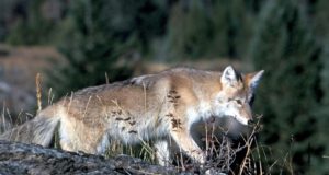 Aumenta avistamiento de coyotes en zonas urbanas de Calgary