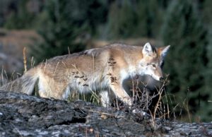 Aumenta avistamiento de coyotes en zonas urbanas de Calgary Aumenta avistamiento de coyotes en zonas urbanas de Calgary