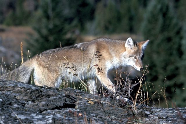Aumenta avistamiento de coyotes en zonas urbanas de Calgary