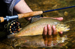 Gobierno de Alberta rechaza propuesta para cerrar populares ríos de pesca Gobierno de Alberta rechaza propuesta para cerrar populares ríos de pesca