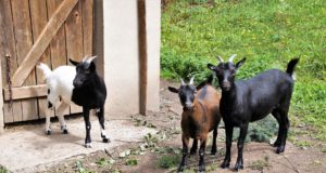 Expanden programa de pastoreo de cabras para el control de maleza