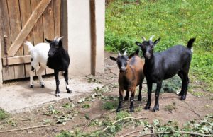 Expanden programa de pastoreo de cabras para el control de maleza Expanden programa de pastoreo de cabras para el control de maleza