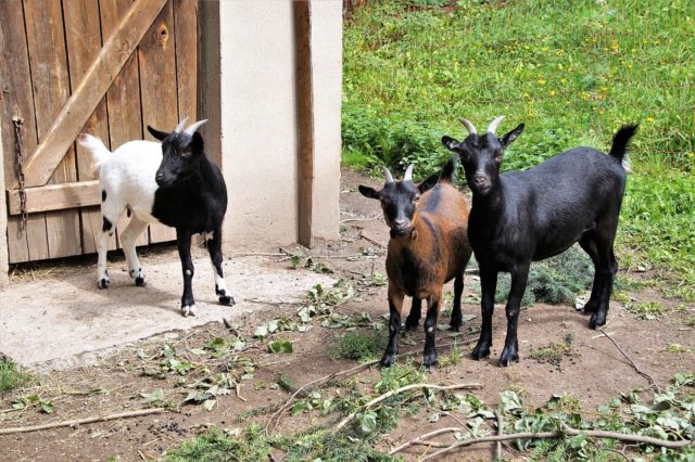 Expanden programa de pastoreo de cabras para el control de maleza