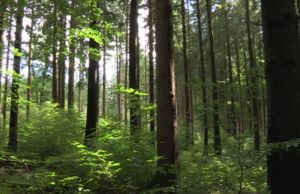 La mitad del bosque boreal de Alberta podría desaparecer debido a incendios y al cambio climático La mitad del bosque boreal de Alberta podría desaparecer debido a incendios y el cambio climático