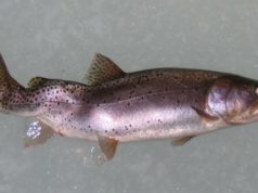 Cuenca hidrográfica del norte de Saskatchewan infectada con enfermedad del torneo