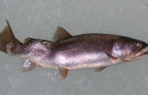 Cuenca hidrográfica del norte de Saskatchewan infectada con enfermedad del torneo Cuenca hidrográfica del norte de Saskatchewan infectada con enfermedad del torneo