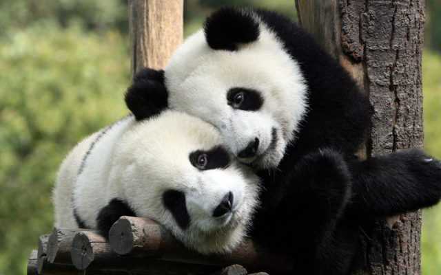 Exhibición de pandas del zoológico de Calgary se inaugurará en mayo