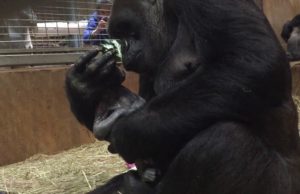 Conmovedor momento en que una gorila besa a su bebé recién nacido (video)