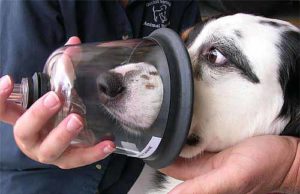 Bomberos de Montreal estrenan kits completos para reanimación de animales