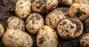 cultivo de papas alberta