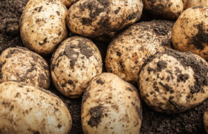 cultivo de papas alberta