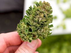 Municipalidades de Alberta piden ayuda provincial para compensar los costos de legalización del cannabis