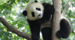 La nueva familia de pandas se adapta muy bien en el Zoológico de Calgary
