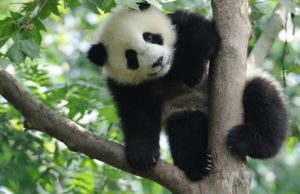 La nueva familia de pandas se adapta muy bien en el Zoológico de Calgary