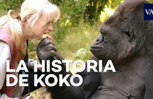Muere Koko, la famosa gorila que aprendió a comunicarse con el lenguaje de señas