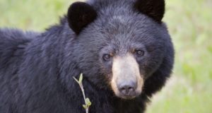 Oso negro obliga a más cierres en el Parque Nacional Banff