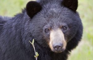 Oso negro obliga a más cierres en el Parque Nacional Banff