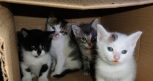 Edmonton Humane Society reduce las tasas de eutanasia a la mitad desde 2016
