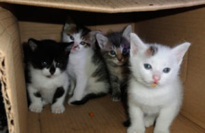 Edmonton Humane Society reduce las tasas de eutanasia a la mitad desde 2016 Edmonton Humane Society reduce las tasas de eutanasia a la mitad desde 2016